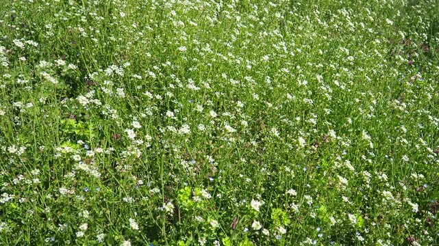 Flowers of shepherd purse. Capsella bursa-pastoris known because of its triangular flat fruits, purse-like, is a small annual and ruderal flowering plant in the mustard family Brassicaceae. Meadow