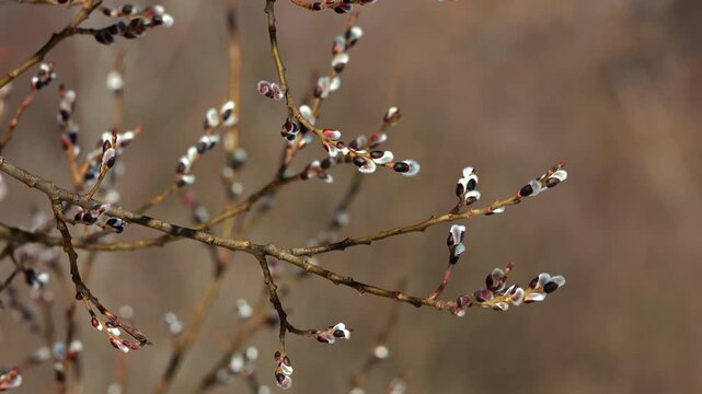 Close up of fluffy pussy willow catkins on branches in spring