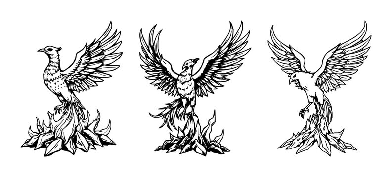 Phoenix bird set with detailed woodcut style illustration featuring mythical aesthetic, black ink, rising from ashes with white background and avian theme