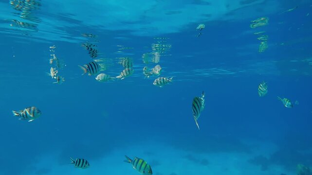 School of Indo-Pacific Sergeant Fish, Abudefduf vaigiensis, feeding below the surface of the turquoise water reflected in it during the slack period. 