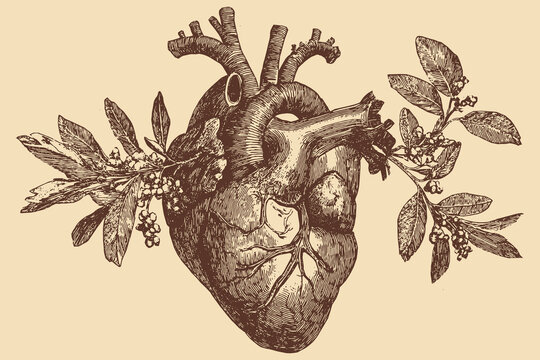 The human heart, olive branches and leaves sprouting from arteries, tattoo stencil design, vector illustration.