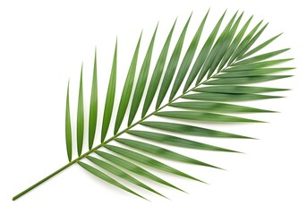 Obraz premium A green palm leaf on a white background
