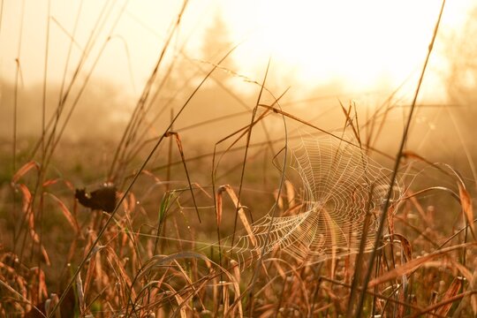 Travel romania transilvania targu mures spider web covered in dew drops at sunrise