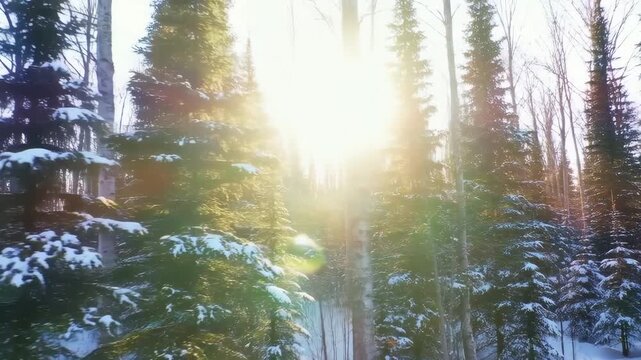 Trees snow-covered forest with tall evergreen and bare trees standing under sunny winter sky featuring cold, frosty, icy with landscape and nature