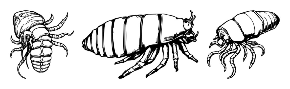 Deep-sea giant isopod set with hand-drawn scientific illustration in antique woodcut style featuring marine, biology, illustration with white background and line art