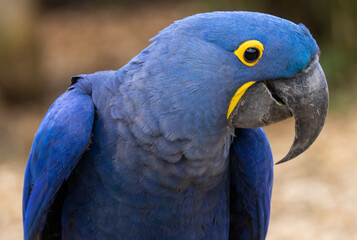 Ara Hyacinthe © Ludovic