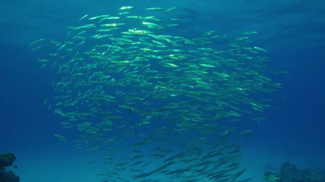 A ball of juvenile Yellowtail Barracuda, Sphyraena flavicauda, swims in the blue water sparkling in the sunlight, Yellowspotted Trevally, Carangoides fulvoguttatus, swims into the school to hunt them