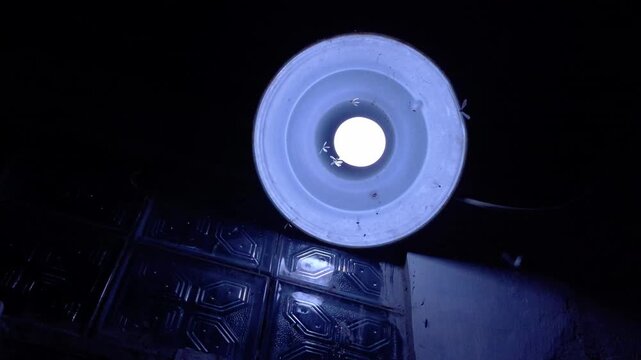 termites flying in the light