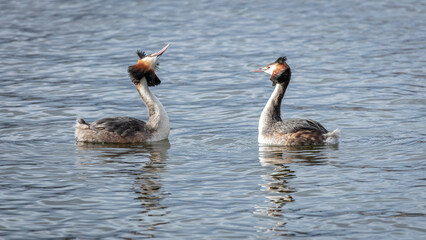 Fototapeta premium A pair of mating Great Crested Grebes performing a courting dance.