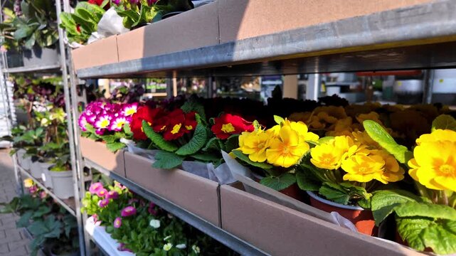 Colorful primrose flowers in pots arranged on metal shelves in a garden center, spring Primula potted plants in shades of yellow, red, and purple ready for sale on a sunny day.