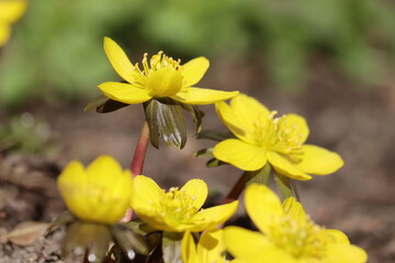 Fototapeta premium Flowering yellow winter aconite (Eranthis hyemalis) in spring garden