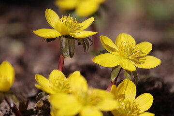 Obraz premium Flowering yellow winter aconite (Eranthis hyemalis) in spring garden