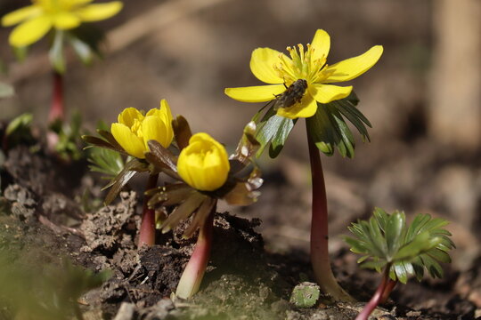 Flowering yellow winter aconite (Eranthis hyemalis) in spring garden
