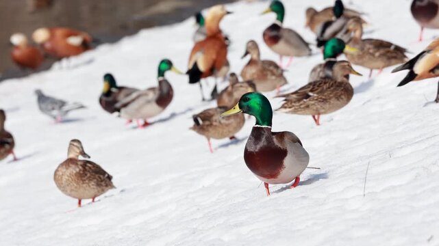 Wild mallard duck looking around on early spring snow near flock
