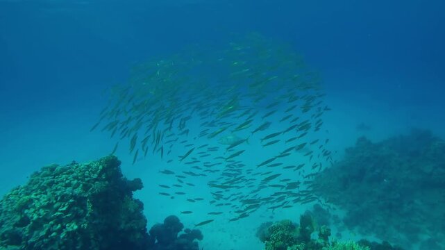 A pair of Yellowspotted Trevally, Carangoides fulvoguttatus hunts by swimming into a ball of juvenile Yellowtail Barracuda, Sphyraena flavicauda, swimming in blue water above a coral reef
