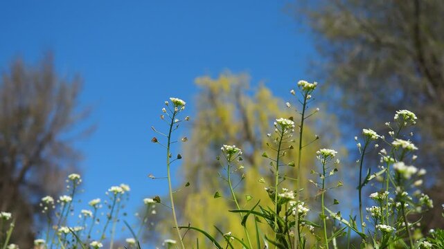 Flowers of shepherd purse. Capsella bursa-pastoris known because of its triangular flat fruits, purse-like, is a small annual and ruderal flowering plant in the mustard family Brassicaceae. Meadow