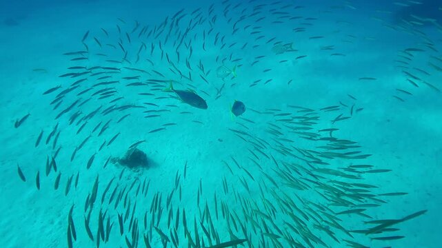Yellowspotted Trevally fishes, Carangoides fulvoguttatus approaching from above a school of Yellowtail Barracuda, Sphyraena flavicauda swimming over a sandy bottom