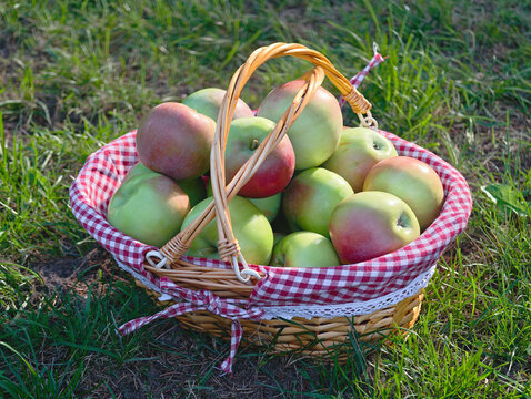 Fresh, organic apples in a basket. Healthy eating, healthy food. Beautiful apples.