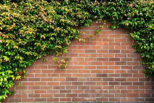 The beautiful vintage brown brick wall with green creeper plant