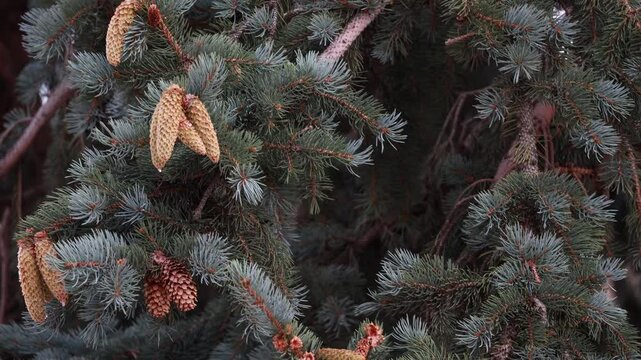 Macro view of brown pine cones growing on blue spruce branches