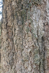 Fototapeta premium Rough bark surface with pale lichen and earthy tones. Tree skin texture showing cracks, moss, and rugged relief. Natural trunk pattern for organic background use