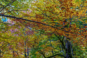 Fototapeta premium Colorful beech fall forest in Ordesa and Monte Perdido National park, Pyrenees, Aragon in Spain