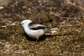 Orite à longue queue © JAG IMAGES