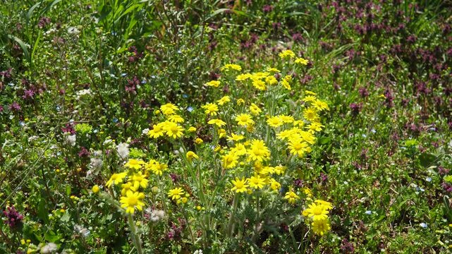 Senecio vernalis is European species of Senecio, annual eastern groundsel. Senecio leucanthemifolius. Eastern groundsel is a lovely yellow-flowering weed found by roadside and on edges of fields.