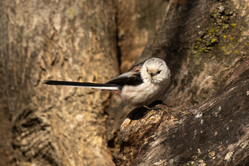 Orite à longue queue © JAG IMAGES