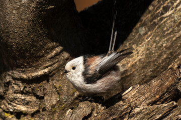 Orite à longue queue © JAG IMAGES