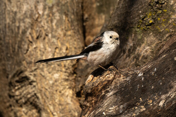 Orite à longue queue © JAG IMAGES
