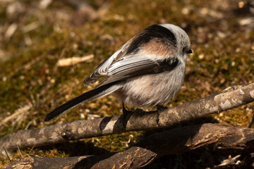 Orite à longue queue © JAG IMAGES