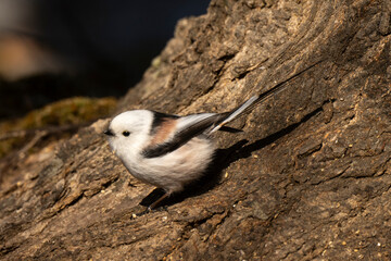Orite à longue queue © JAG IMAGES