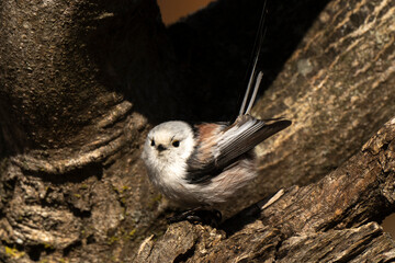 Orite à longue queue © JAG IMAGES