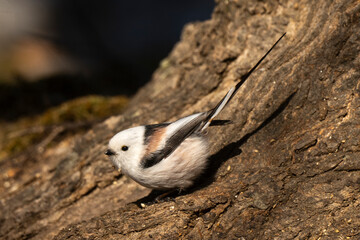 Orite à longue queue © JAG IMAGES