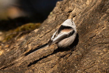 Orite à longue queue © JAG IMAGES