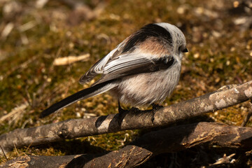 Orite à longue queue © JAG IMAGES