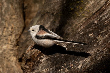 Orite à longue queue © JAG IMAGES