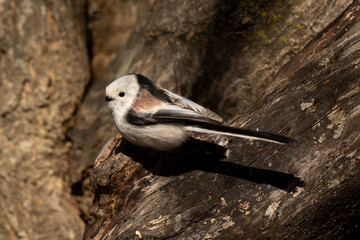 Orite à longue queue © JAG IMAGES
