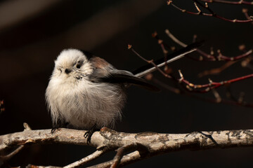 Orite à longue queue © JAG IMAGES