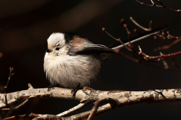 Orite à longue queue © JAG IMAGES