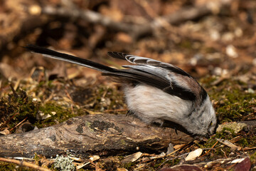 Orite à longue queue © JAG IMAGES