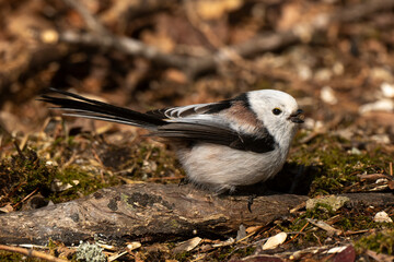 Orite à longue queue © JAG IMAGES