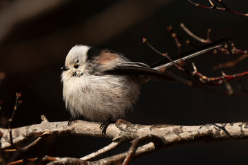 Orite à longue queue © JAG IMAGES
