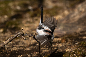 Orite à longue queue © JAG IMAGES