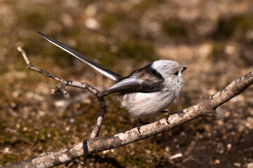Orite à longue queue © JAG IMAGES