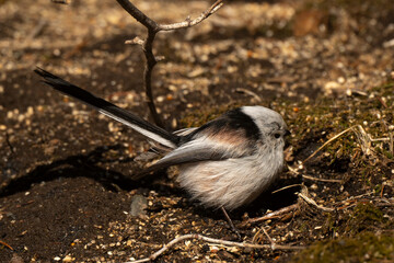Orite à longue queue © JAG IMAGES