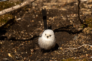 Orite à longue queue © JAG IMAGES