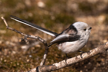 Orite à longue queue © JAG IMAGES