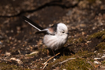 Orite à longue queue © JAG IMAGES